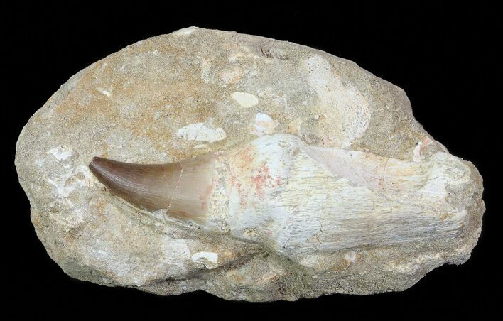 Mosasaur (Prognathodon) Rooted Tooth In Rock - Nice Tooth #66529
